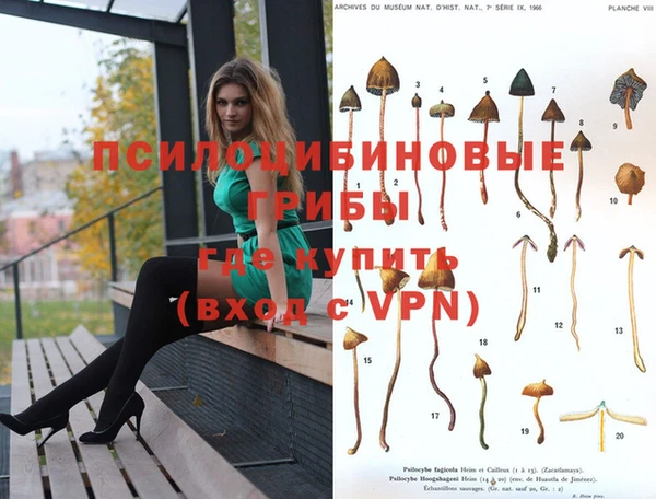 прущие грибы Абинск